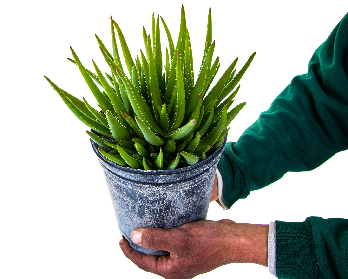 Aloe 'Crosby's Prolific'