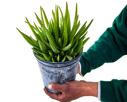 Aloe 'Crosby's Prolific'
