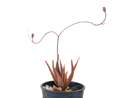 Aloe 'Christmas Carol'