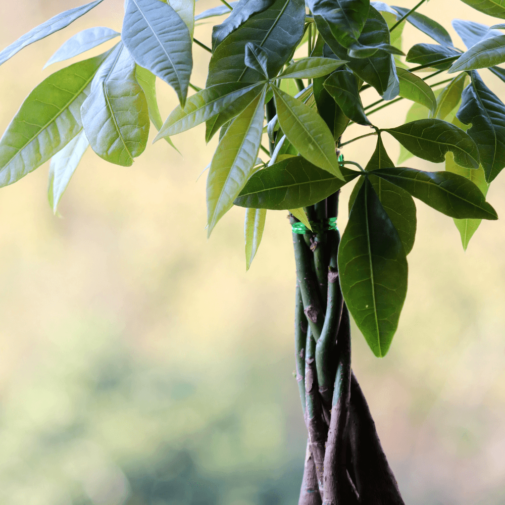 Lucky Braided Money Tree Plant