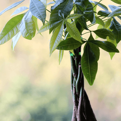 Lucky Braided Money Tree Plant