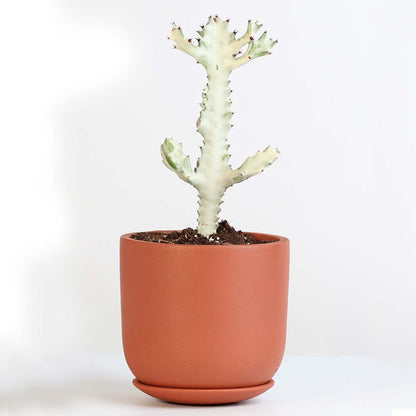 White Ghost Albo Succulent Plant
