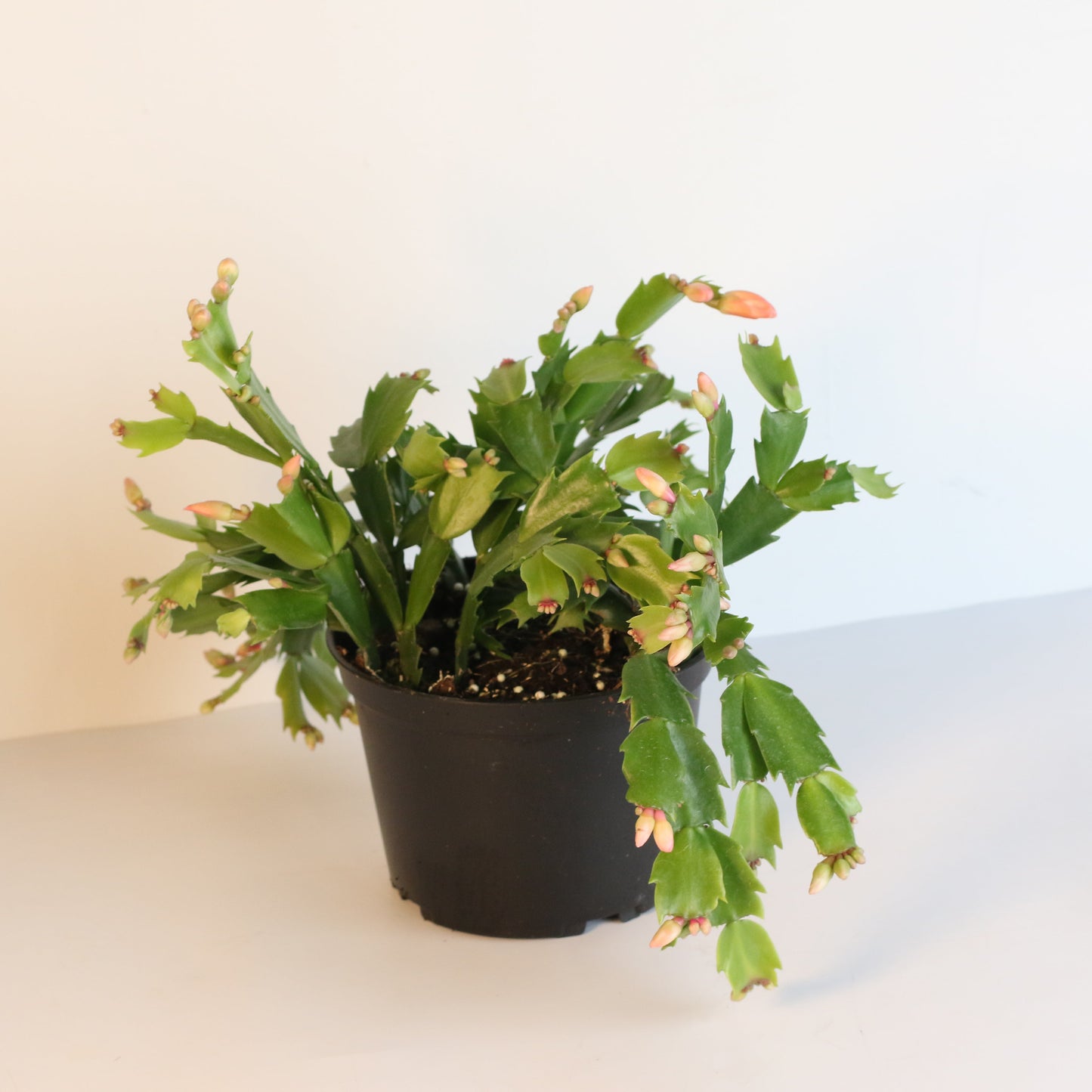 Zygo Cactus