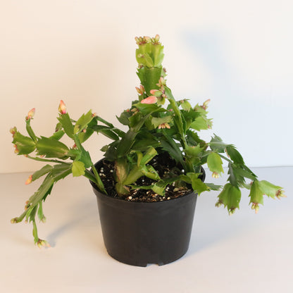 Zygo Cactus
