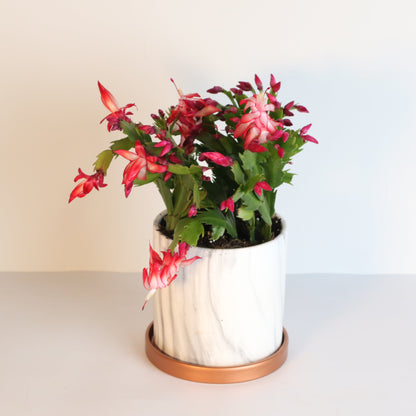 Zygo Cactus