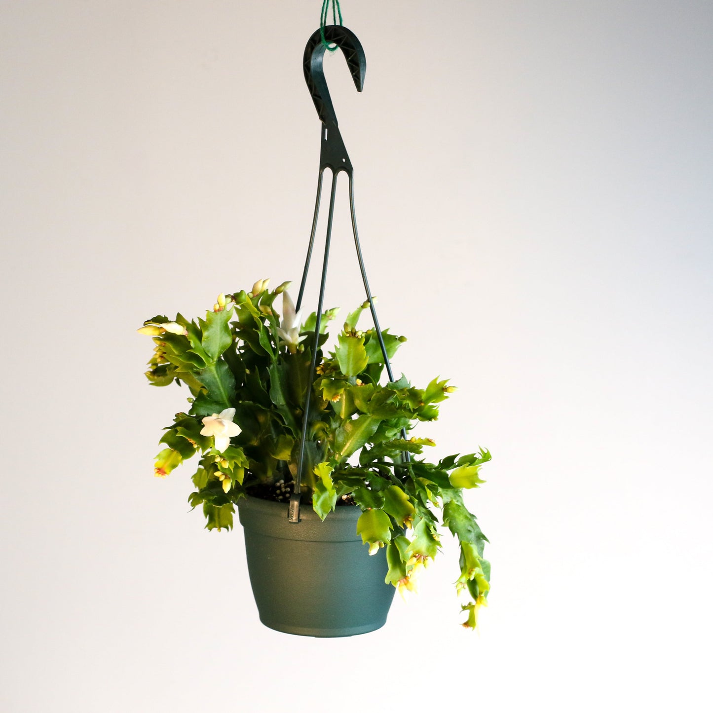 Zygo Cactus