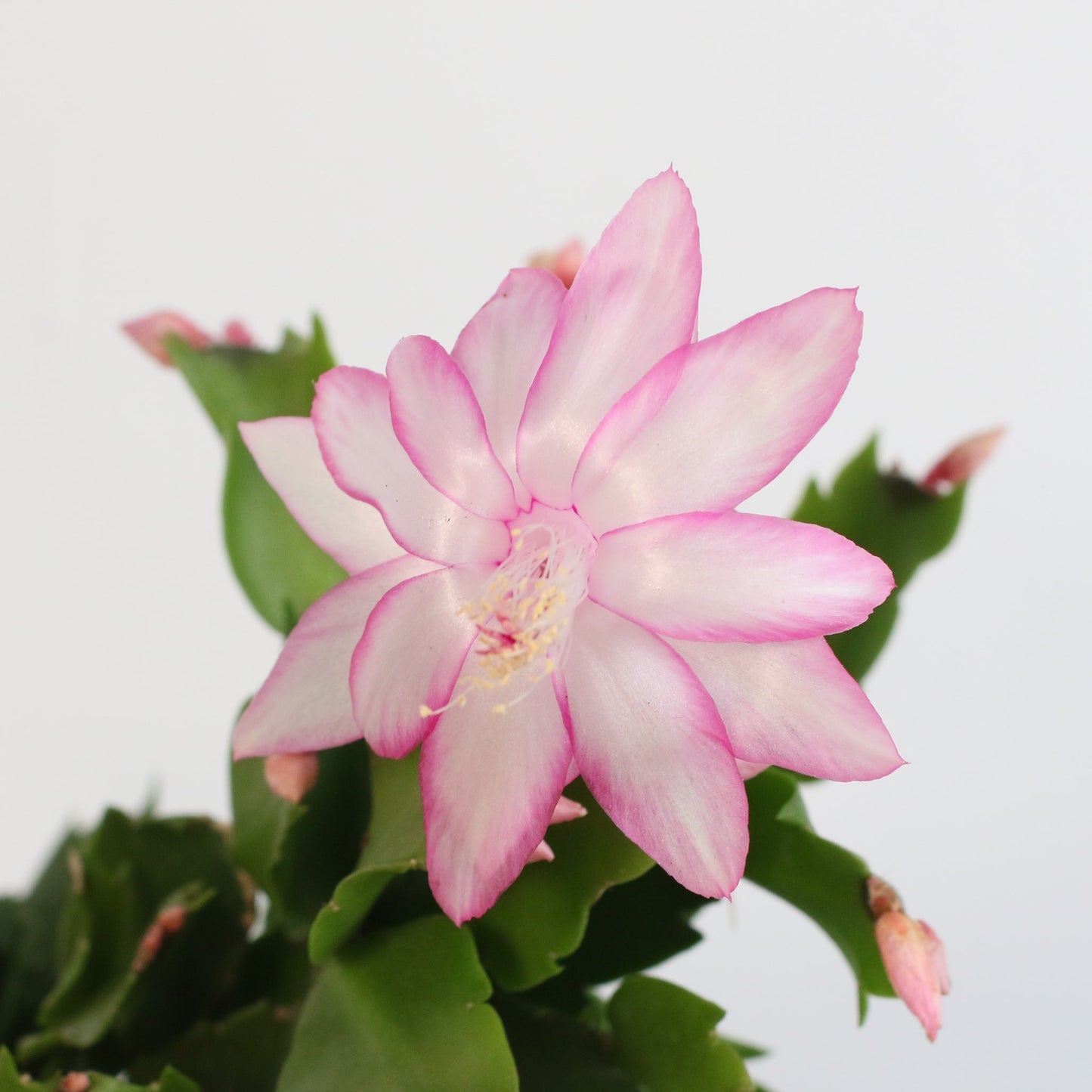 Zygo Cactus