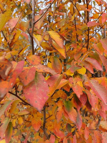 Allegheny Serviceberry