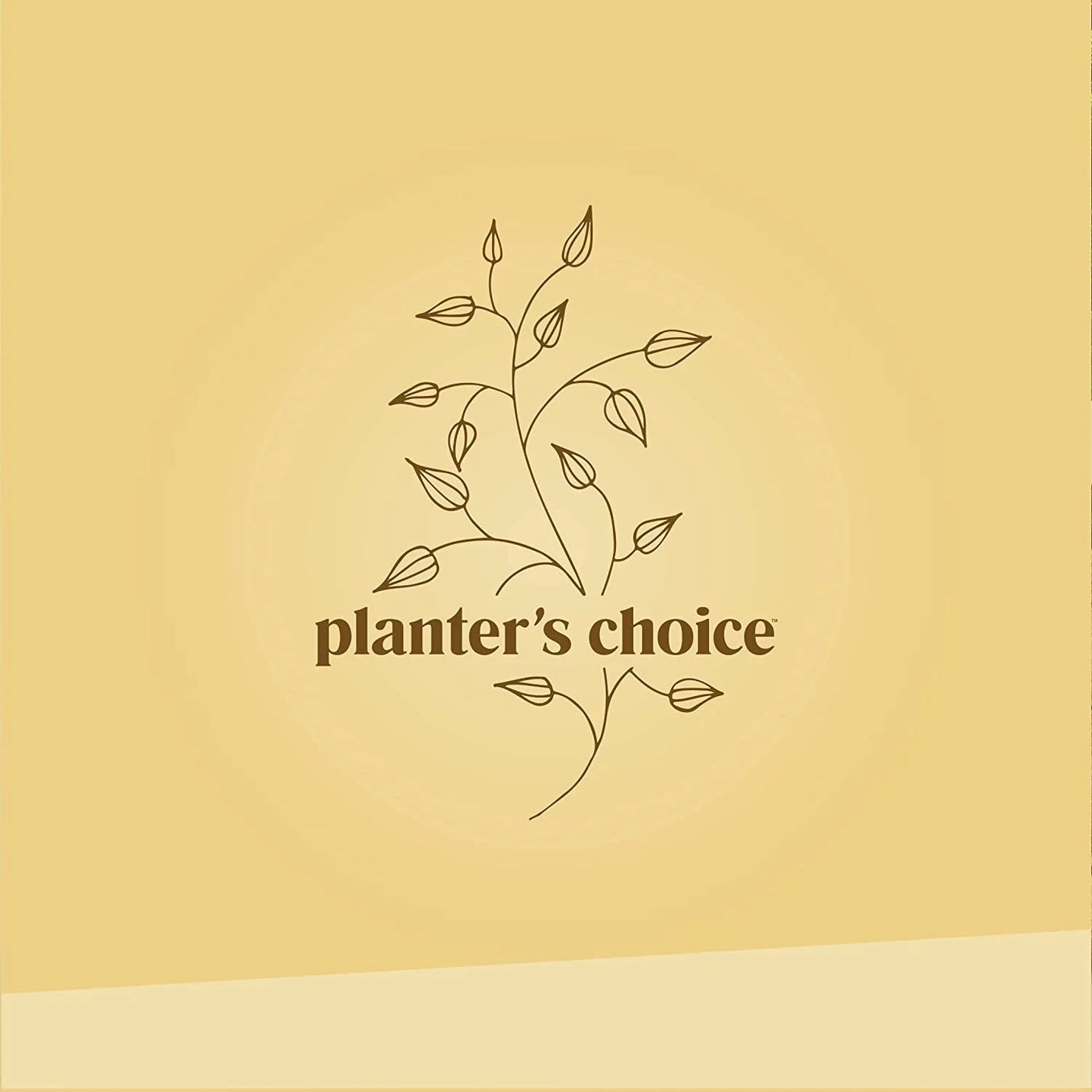 Bonsai Tree Plant Growing Kits with Seed-Safe Packets (4 Count)