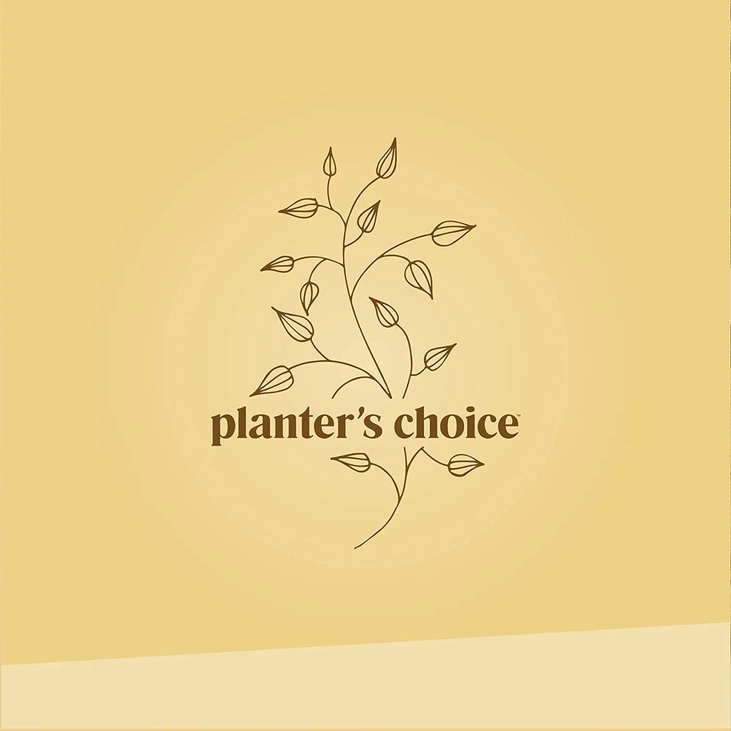 Bonsai Tree Plant Growing Kits with Seed-Safe Packets (4 Count)