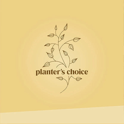 Bonsai Tree Plant Growing Kits with Seed-Safe Packets (4 Count)