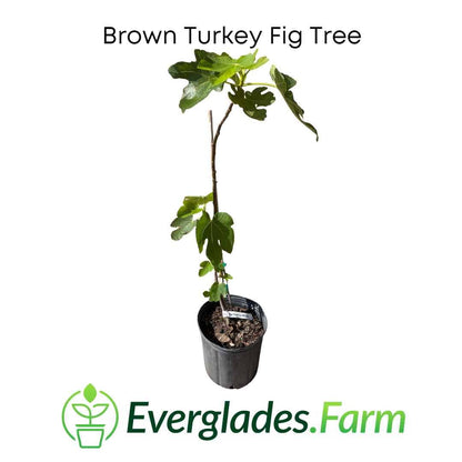 Brown Turkey Fig Tree, Dwarf