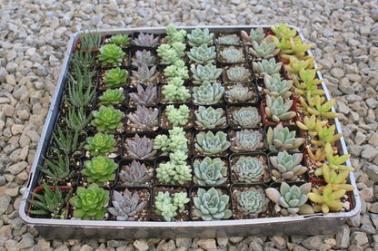 2" Assorted Mini Succulent Collection Bulk