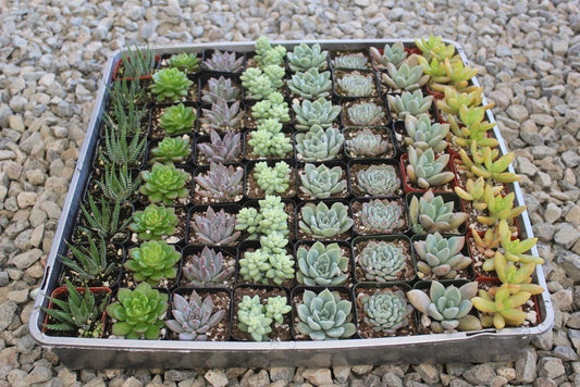 2" Assorted Mini Succulent Collection Bulk
