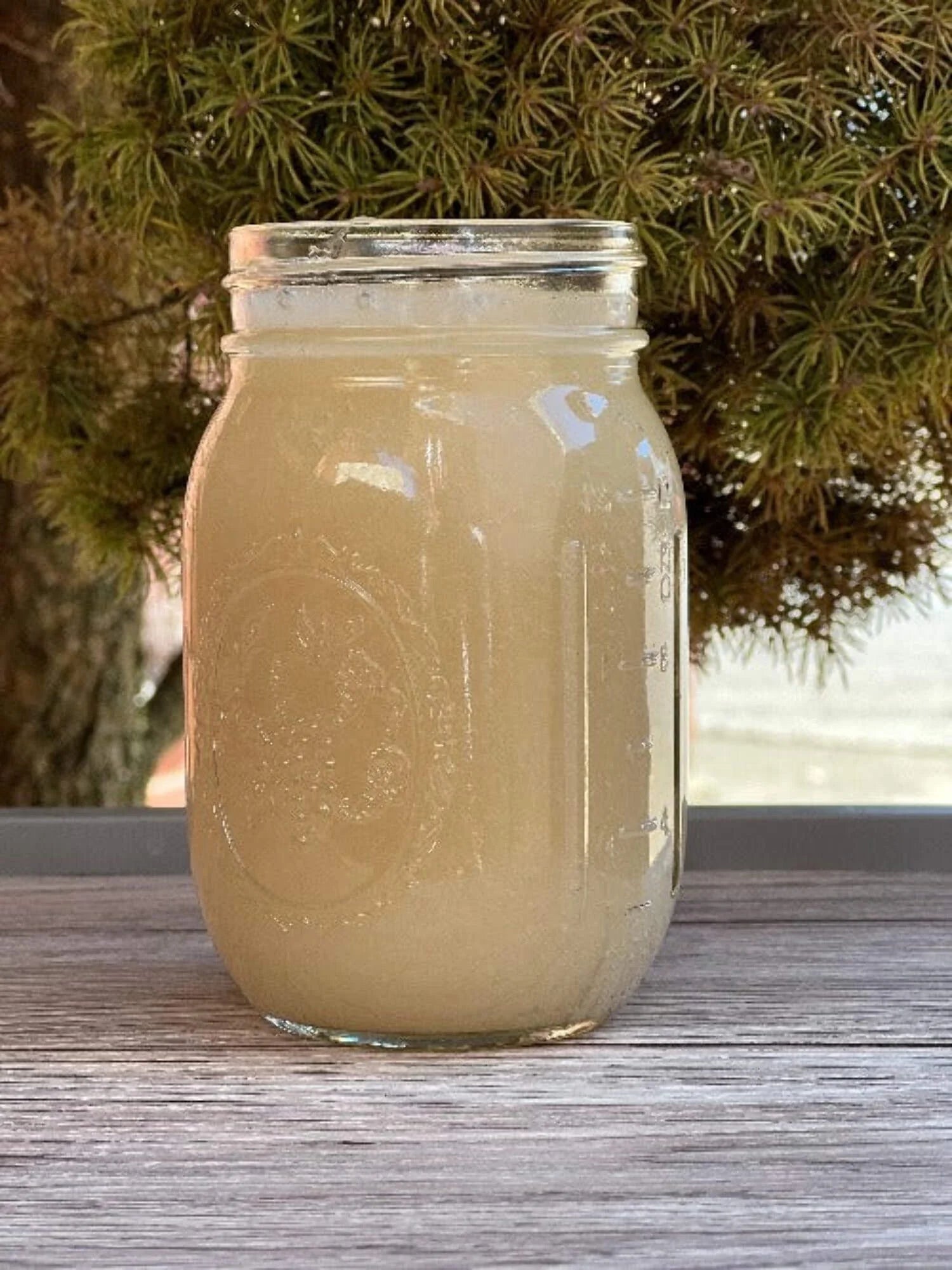 Organic Sea Moss Gel - Wildcrafted Irish Sea Moss - 16 Oz