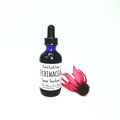 Echinacea Tincture