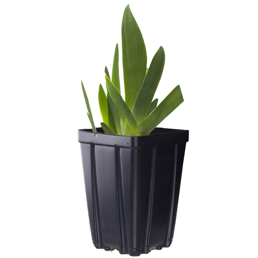 Entitled Fragrant Bearded Iris Quart Container