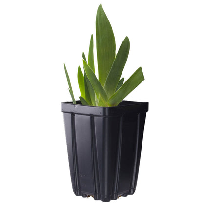 Entitled Fragrant Bearded Iris Quart Container
