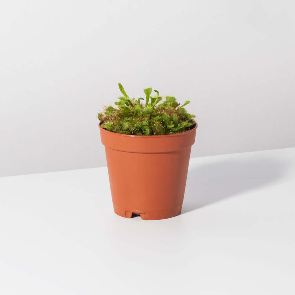 Pink Sundew Drosera capillaris Carnivorous Plant