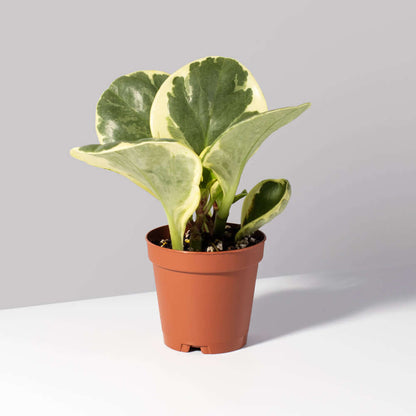 Peperomia Marble Variegated Baby Rubber Plant