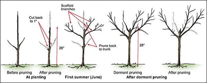 Peach Tree 'Sugar Giant'