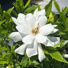 Frost Proof Gardenia (Jasminoides)