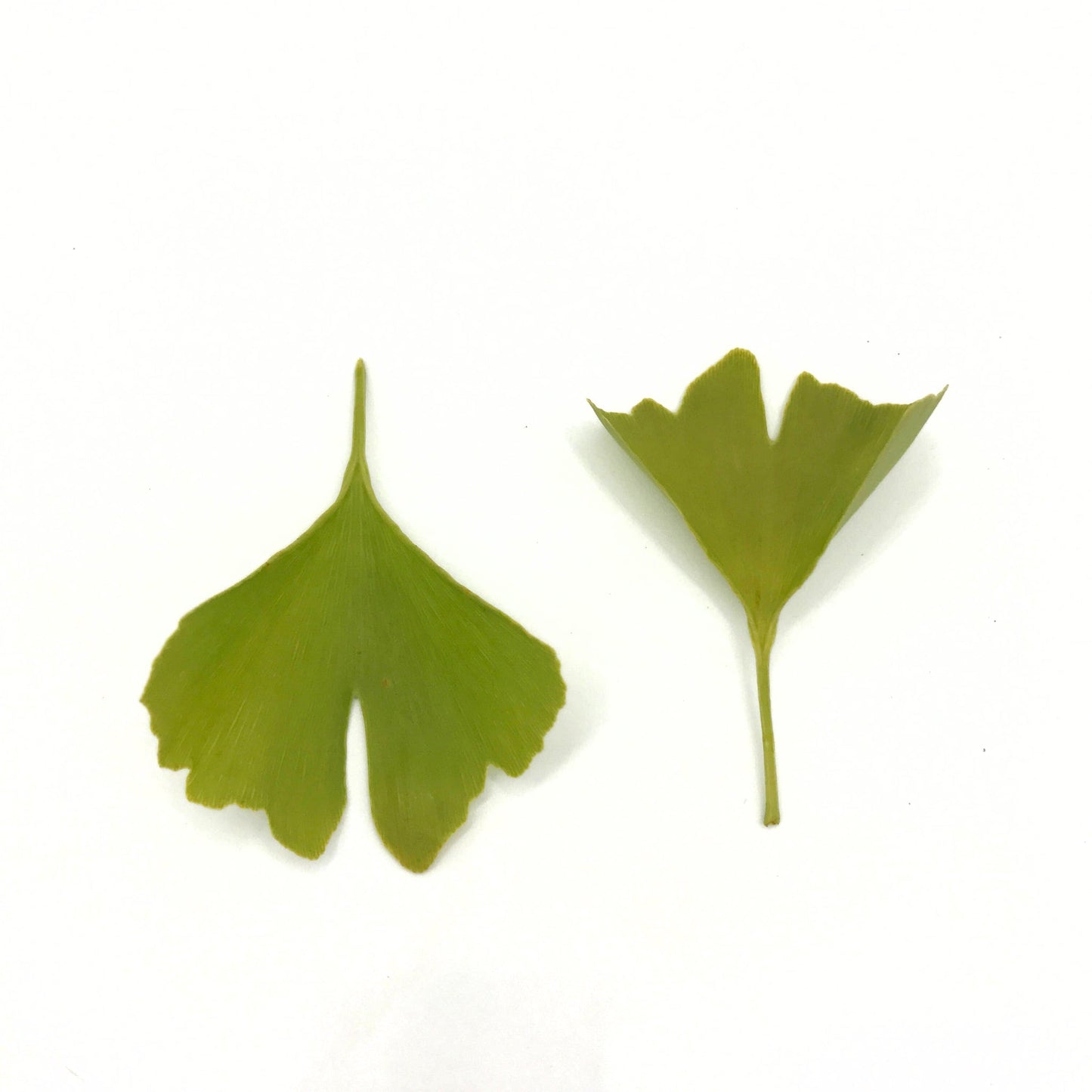 Ginkgo Tincture