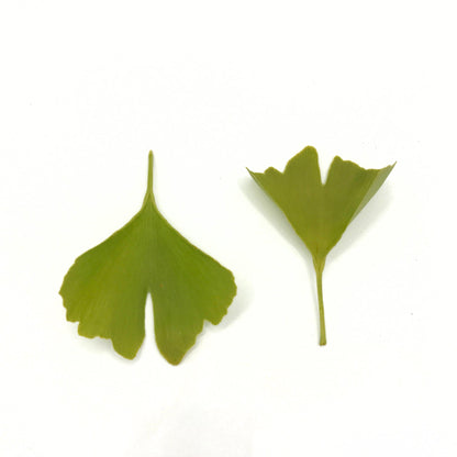 Ginkgo Tincture
