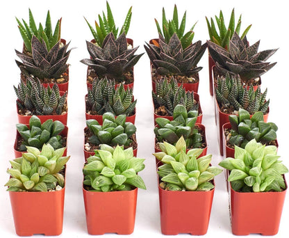 Assorted Mini Aloe & Haworthia Collection