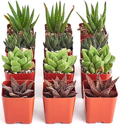 Assorted Mini Aloe & Haworthia Collection