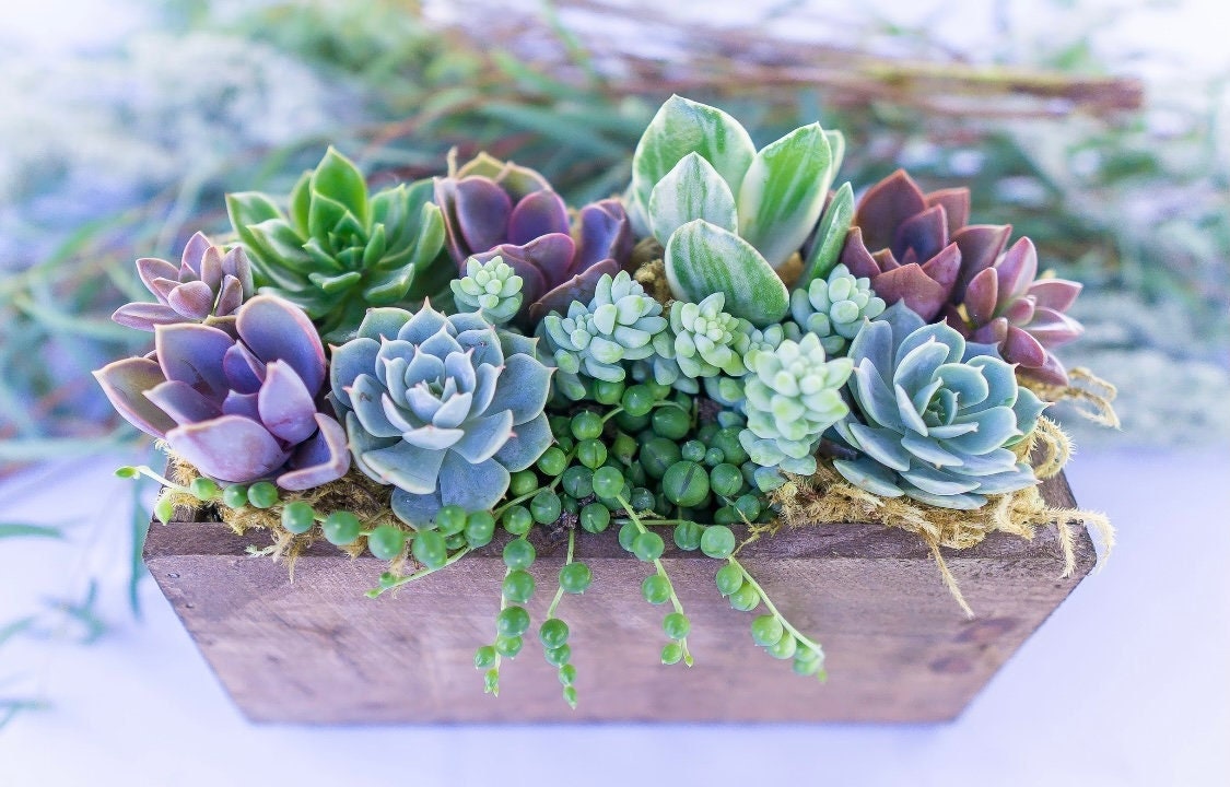 Wind and Sea - Live Succulent Arrangement - Ships Free!