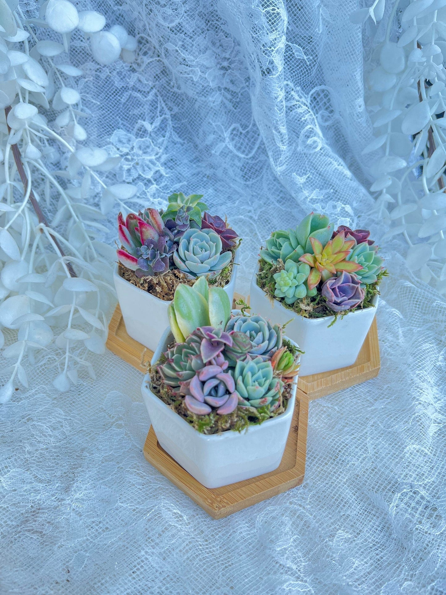 Honey Bubbles - Live Mini Succulent Garden in Ceramic Pots - Ships Free!