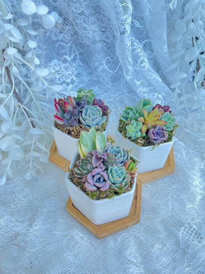 Honey Bubbles - Live Mini Succulent Garden in Ceramic Pots - Ships Free!