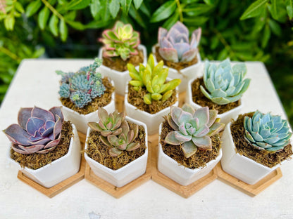 Goody Gumdrops - Succulent Gift in Mini Hexagon Pots - Shower Favors, Corporate Gifts