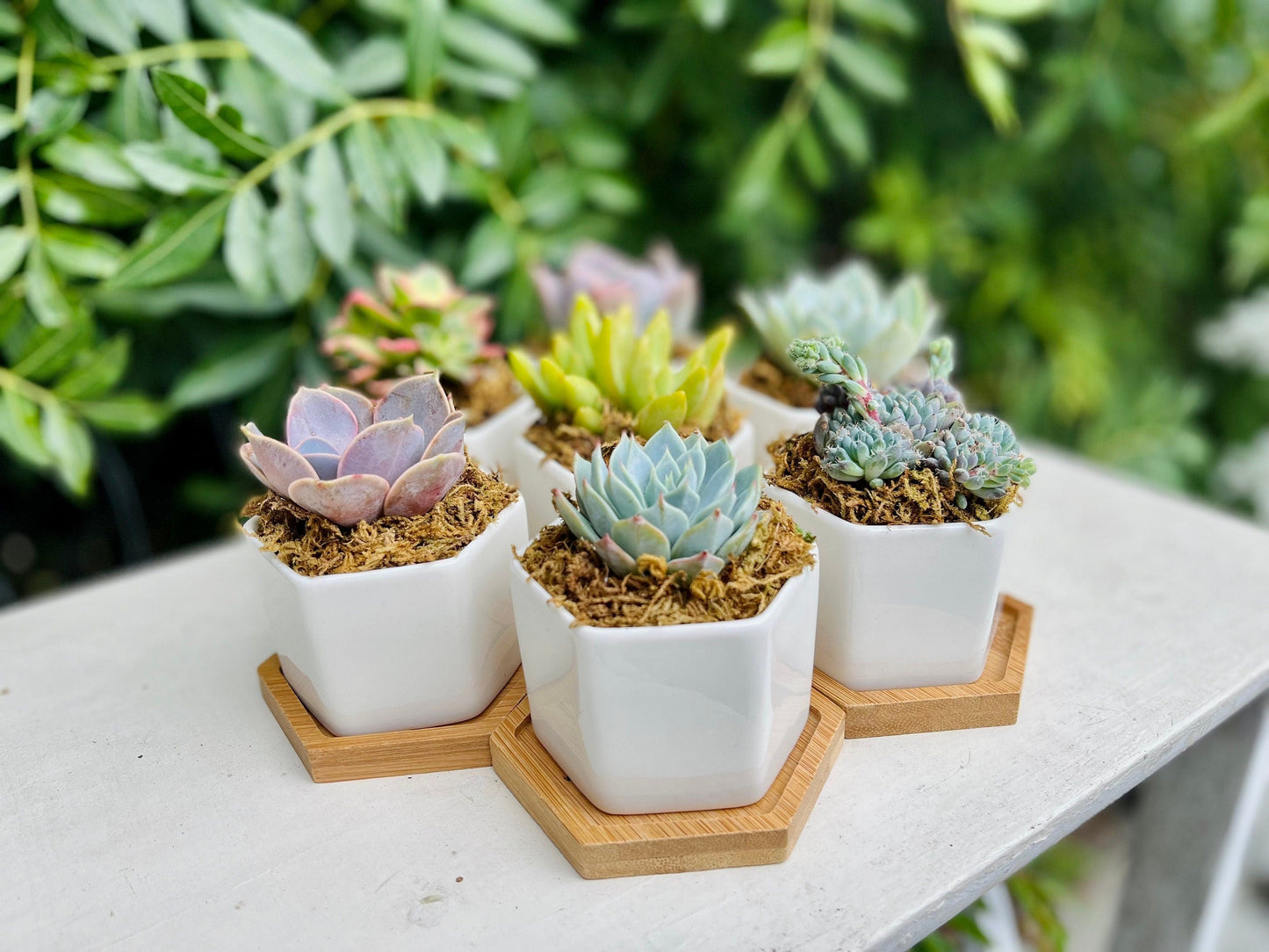 Goody Gumdrops - Succulent Gift in Mini Hexagon Pots - Shower Favors, Corporate Gifts