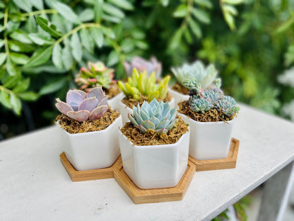 Goody Gumdrops - Succulent Gift in Mini Hexagon Pots - Shower Favors, Corporate Gifts