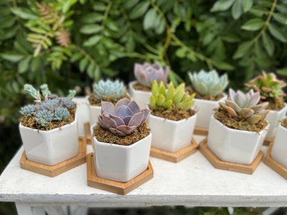 Goody Gumdrops - Succulent Gift in Mini Hexagon Pots - Shower Favors, Corporate Gifts