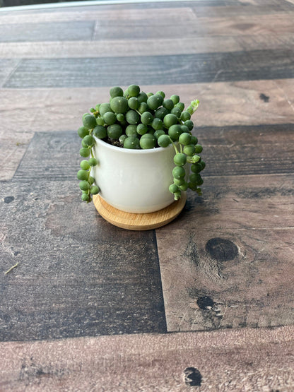 Sweet Pea - String of Pearls Potted Live Succulent