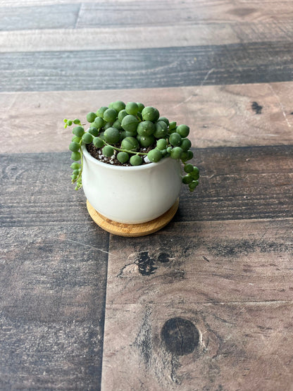 Sweet Pea - String of Pearls Potted Live Succulent