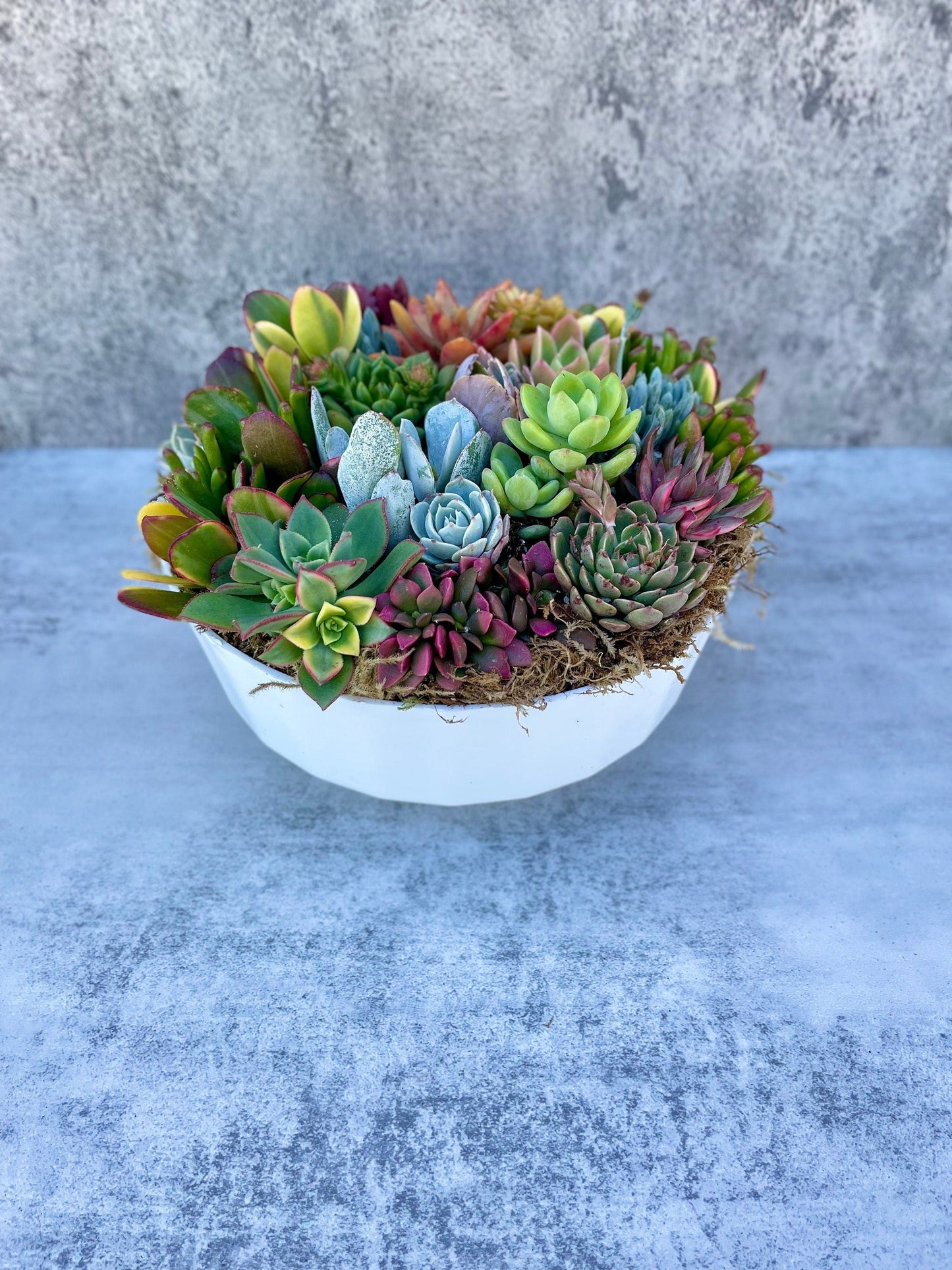 California Dreamin - Potted Succulent Garden - Ships Free!