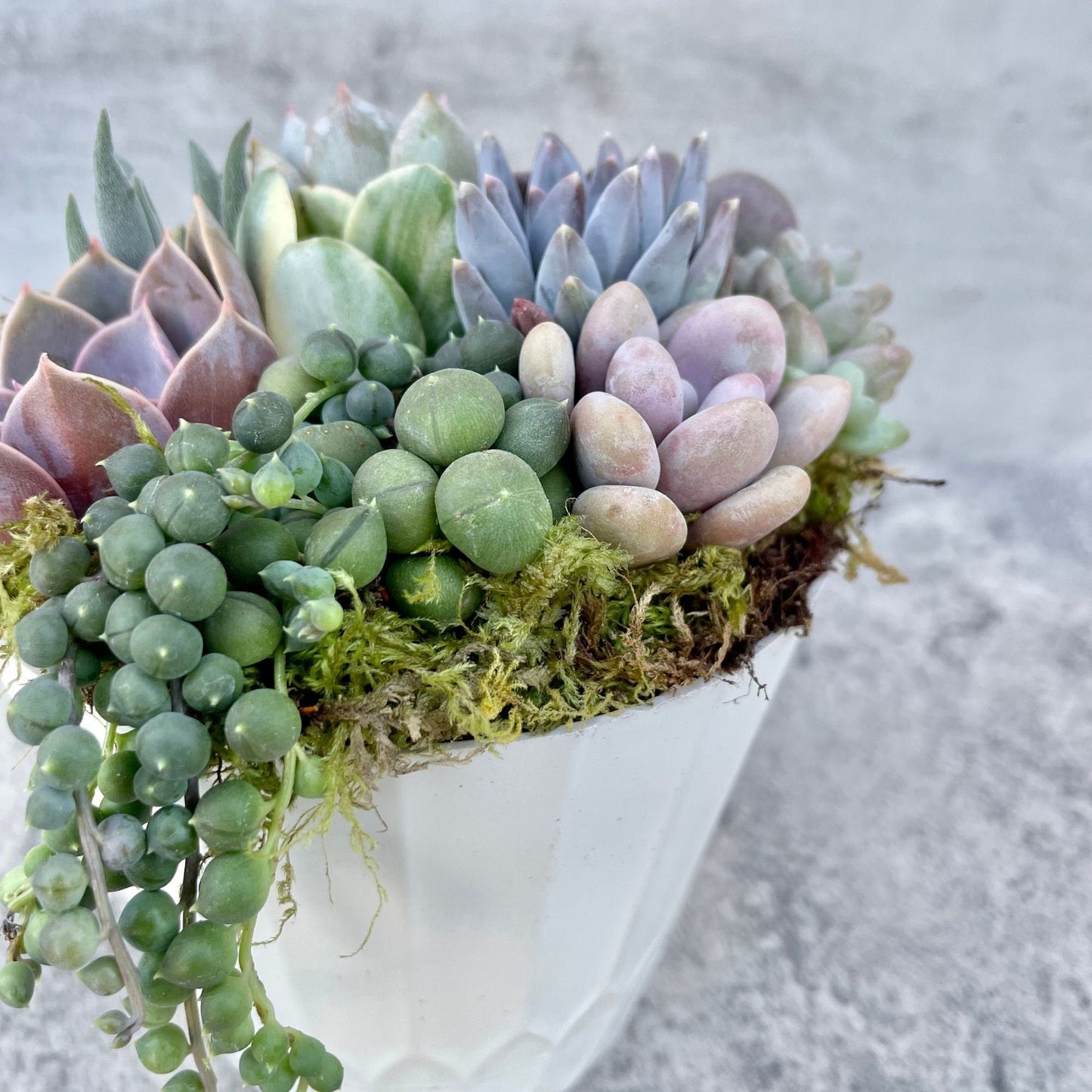 Surfside Serenade - 4” Potted  Live Succulent Arrangement - Ships Free!