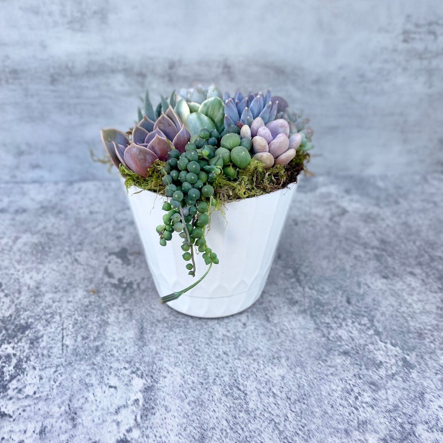 Surfside Serenade - 4” Potted  Live Succulent Arrangement - Ships Free!