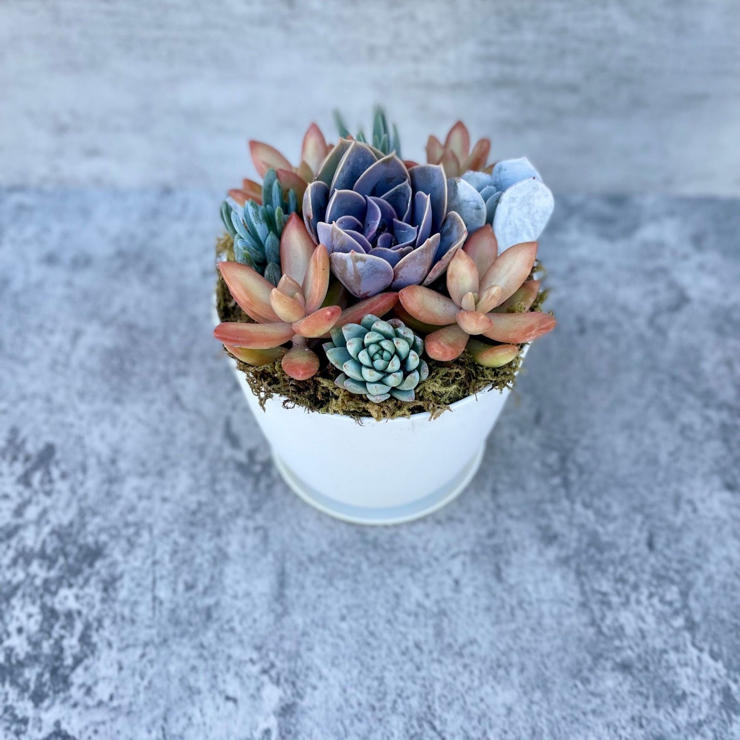 Harvest Moon - Potted Live Succulent Garden - Ships Free!