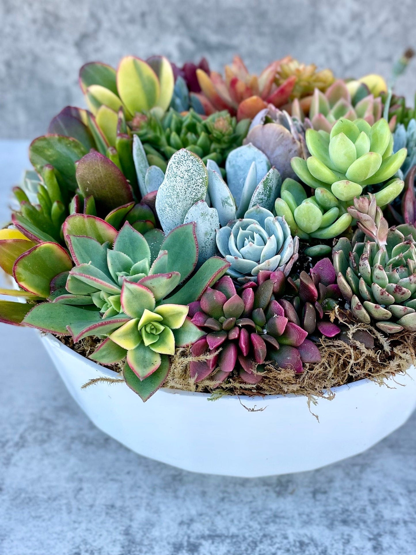 California Dreamin - Potted Succulent Garden - Ships Free!