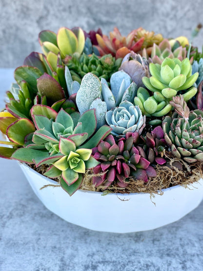 California Dreamin - Potted Succulent Garden - Ships Free!