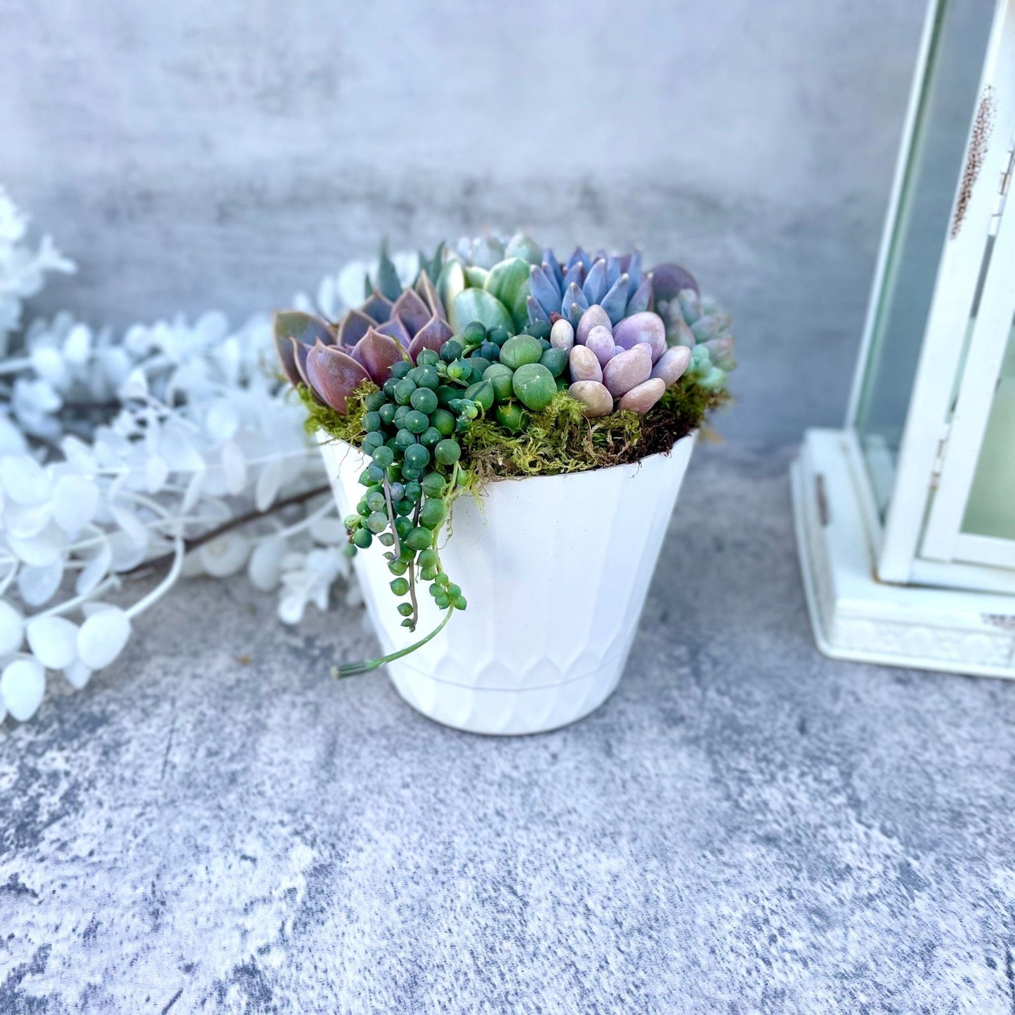 Surfside Serenade - 4” Potted  Live Succulent Arrangement - Ships Free!