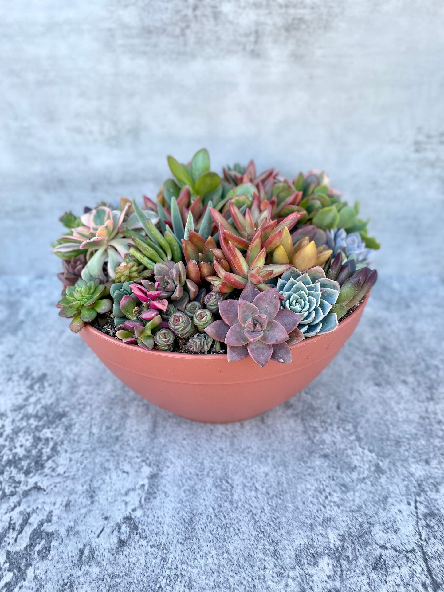 Point Loma Succulent Garden - Large Live Succulent Arrangement - Ships Free!