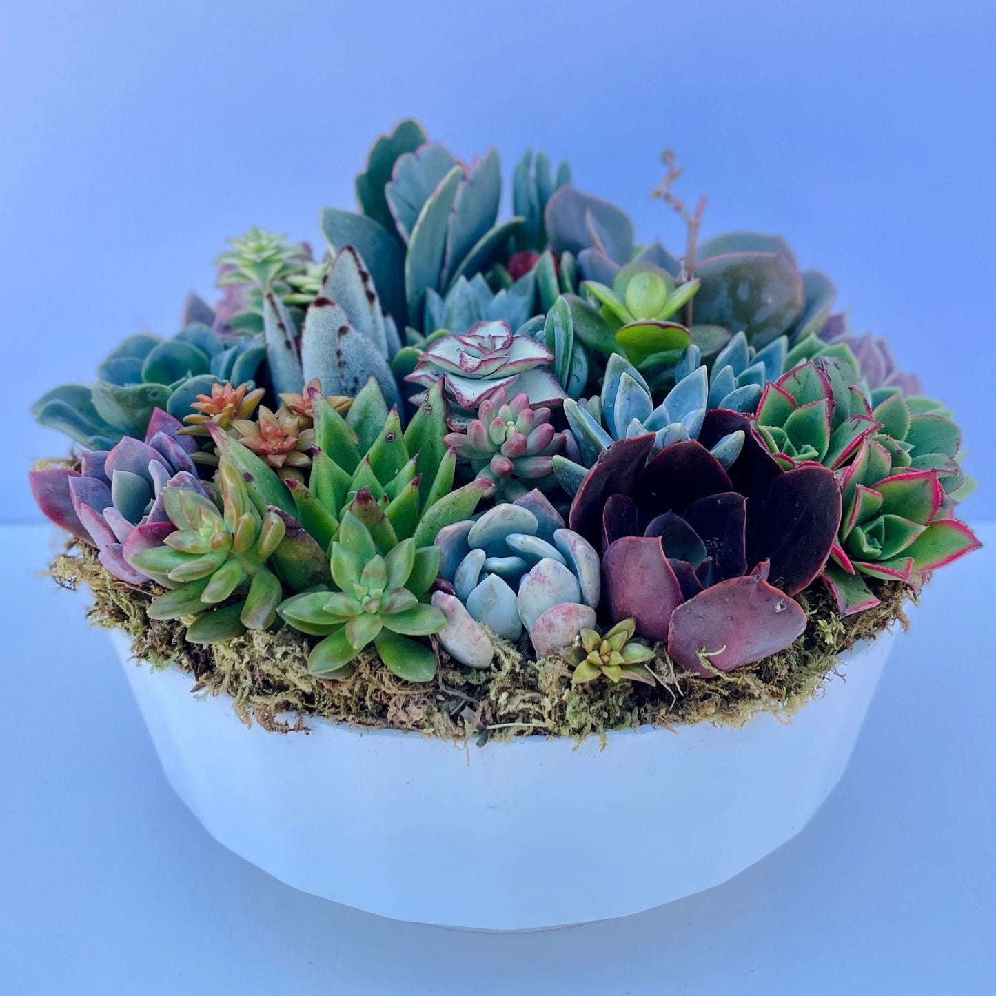 California Dreamin - Potted Succulent Garden - Ships Free!