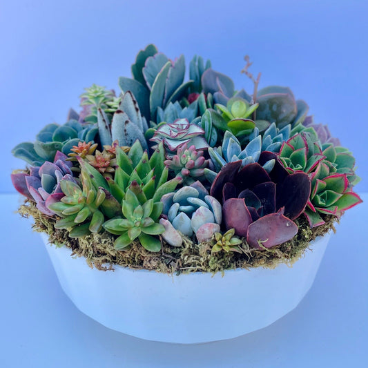 California Dreamin - Potted Succulent Garden - Ships Free!