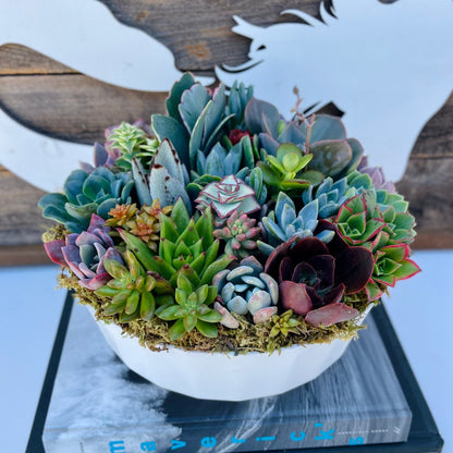 California Dreamin - Potted Succulent Garden - Ships Free!